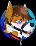 anthro ball_gag blue_eyes blush bodily_fluids collar gag male saliva simple_background solo atilaurano luvini canid canine fox mammal absurd_res alpha_channel hi_res