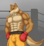 abs anthro athletic biceps big_muscles biped black_nose bodily_fluids bottomwear boxing brown_body brown_fur bulge clothed clothing front_view frown fur gloves green_eyes hair handwear looking_at_viewer male muscular muscular_anthro muscular_male pecs pose ring shorts solo sport standing sweat tan_body tan_fur topless kraidhiel canid canine canis mammal wolf hi_res