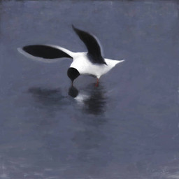 black_body black_feathers feathers feral multicolored_body multicolored_feathers ripples solo two_tone_body two_tone_feathers water white_body white_feathers renum63 avian bird gull lari larid little_gull 1:1 2013