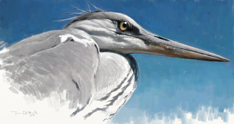 adolescent blue_background feathers feral grey_body grey_feathers grey_markings long_beak markings multicolored_body multicolored_feathers side_view simple_background solo two_tone_body two_tone_feathers white_body white_feathers young renum63 avian bird great_heron grey_heron heron pelecaniform 2013