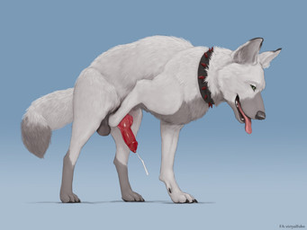 anatomically_correct_feral animal_genitalia animal_penis black_nose bodily_fluids canine_genitalia canine_penis claws collar cum cumshot detailed_fur dipstick_tail ejaculation erection feral fur genital_fluids genitals knot male markings masturbation multicolored_body multicolored_fur multicolored_tail nude open_mouth orgasm paws penile penile_masturbation penis quadruped realistic_feral rounded_back simple_background solo spiked_collar spikes standing tail tail_markings toe_claws tongue tongue_out two_tone_body two_tone_fur white_body white_fur virtyalfobo pyro_wolfie canid canine mammal 4:3 detailed