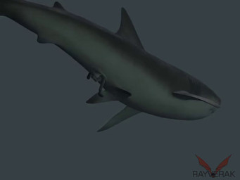 anal anal_vore dorsal_fin duo feral feral_pred fin grey_background grey_body head_first human_prey simple_background swimming vore rayverak fish great_white_shark human mackerel_shark mammal marine shark white_shark 3d_(artwork) 3d_animation 4:3 animated digital_media_(artwork) long_playtime no_sound webm