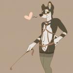 andromorph anthro black_body black_fur brown_eyes clothed clothing fur genitals harness heart_symbol intersex legwear nipples pussy riding_crop simple_background solo stockings whip birdsmooch canid canine canis domestic_dog mammal shiba_inu spitz hi_res