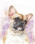 black_nose brown_eyes female feral fur multicolored_body multicolored_fur solo tan_body tan_fur denoyelle bulldog canid canine canis domestic_dog french_bulldog mammal mastiff molosser small_molosser toy_dog 2020 hi_res painting_(artwork) traditional_media_(artwork) watercolor_(artwork)