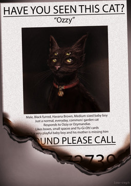 4_eyes ambiguous_gender black_body black_ears black_fur collar collar_tag feral fur missing_poster multi_eye pink_nose pupils question_mark quotation_marks red_collar solo text whiskers yellow_eyes yes-no_question louceph domestic_cat felid feline felis havana_brown mammal 2019 artist_name english_description english_text hi_res
