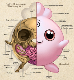 ambiguous_gender anatomy anthro biped bone closed_smile cross_section front_view guts intestines looking_at_viewer mouth_closed organs paper_background pink_body pink_eyes pupils simple_background skeleton smile smiling_at_viewer solo tan_background text twitter_handle christopher_stoll nintendo pokemon pokenatomy generation_2_pokemon igglybuff pokemon_(species) 2022 biological_illustration copyright_name digital_drawing_(artwork) digital_media_(artwork) english_text full-length_portrait hi_res portrait species_name technical_illustration