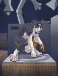 2012 anthro black_nose border_collie canid canine canis collie domestic_dog fox herding_dog laboratory male mammal neox pastoral_dog pawpads paws sabretoothed_ermine sheepdog solo species_transformation story story_in_description tongue tongue_out transformation