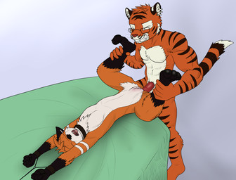 anal anal_penetration anthro bdsm bondage bound duo eunuch fur genitals lying male male/male male_penetrated male_penetrating male_penetrating_male muscular nullo on_back orange_body orange_fur penectomized penetration penis restrained sex simple_background stripes white_body white_fur nx-42 canid canine felid fox mammal pantherine tiger absurd_res hi_res