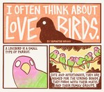 3_panel_comic ambiguous_gender bipedal_feral black_body black_feathers black_text feathers feral green_body green_feathers group pink_body pink_feathers text white_eyes white_text sabrebash avian bird lovebird parrot true_parrot 2024 comic english_text