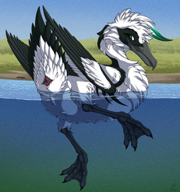 ambiguous_gender animal_genitalia avian_butt black_body black_feathers butt cloaca feathers feet feral floating genitals looking_at_viewer looking_back looking_back_at_viewer membrane_(anatomy) multicolored_body multicolored_feathers partially_submerged solo tail tail_feathers toes two_tone_body two_tone_feathers water webbed_feet white_body white_feathers feathered_diva anatid anseriform avian bird duck 2025 hi_res