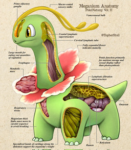 ambiguous_gender anatomy antennae_(anatomy) cross_section esophagus feral flower_(anatomy) green_body looking_aside mouth_closed paper_background pupils quadruped side_view simple_background solo tan_background text twitter_handle white_sclera yellow_eyes christopher_stoll nintendo pokemon pokenatomy generation_2_pokemon meganium pokemon_(species) 2022 biological_illustration copyright_name digital_drawing_(artwork) digital_media_(artwork) english_text full-length_portrait hi_res portrait species_name technical_illustration