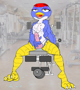 3_toes 5_fingers anthro anthrofied athletic athletic_anthro athletic_male balls barbell beak bench_press biped black_eyes blue_body blue_feathers blue_wings bodily_fluids chest_tuft claws countershade_torso countershading dripping erection eyelashes feather_tuft feathered_wings feathers feet femboy fingers front_view genital_fluids genitals glans gym humanoid_feet humanoid_genitalia humanoid_hands humanoid_penis inside looking_pleasured male masturbation multicolored_body multicolored_feathers nude open_beak open_mouth open_smile pecs penile penile_masturbation penis photo_background pink_balls pink_glans pink_penis pink_tongue plantigrade precum precum_drip red_body red_feathers sitting smile soles solo spread_legs spreading sweat talons toe_claws toes tongue tuft weights white_body white_claws white_countershading white_feathers winged_arms wings vinny_van_yiffy animal_crossing nintendo jay_(animal_crossing) avian bird 2015 absurd_res aliasing digital_drawing_(artwork) digital_media_(artwork) full-length_portrait hi_res photography_(artwork) portrait