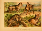 ambiguous_gender feral fur group paws plant quadruped tail text whiskers hugh_craig public_domain canada_lynx caracal caracal_(genus) felid feline lynx mammal 1897 19th_century ancient_art biological_illustration english_text hi_res technical_illustration traditional_media_(artwork) zoological_illustration