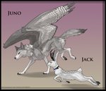 antlers black_border border duo female feral horn karlekat male male/female paws wings juno_lore turok_lore canid canine canis jackalope lagomorph mammal wolf