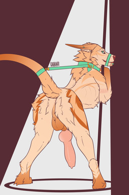 animal_genitalia animal_penis anus backsack balls bdsm big_penis bondage bound butt canine_genitalia canine_penis chin_piercing collar digitigrade ear_piercing ears_back erection feral fur genitals knot leash looking_at_viewer looking_back male multicolored_body muzzle_(object) muzzled orange_balls orange_body orange_fur penis perineum piercing pink_penis pivoted_ears presenting presenting_anus presenting_hindquarters quadruped raised_tail solo standing submissive submissive_feral submissive_male tail tail_bondage tail_tied sabuky sabuke_(character) canid canine canis mammal wolf hi_res