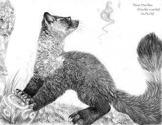 2015 ambiguous_gender eyewear feral glasses mammal marten mustelid outside pine_marten sabretoothed_ermine sketch solo
Rating: Safe
Score: 5
User: TonyLemur
Date: February 19, 2015 2015 ambiguous_gender eyewear feral glasses mammal marten mustelid outside pine_marten sabretoothed_ermine sketch solo
Rating: Safe
Score: 5
User: TonyLemur
Date: February 19, 2015