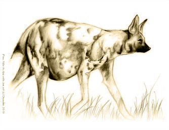 belly bent_legs big_belly black_nose featureless_feet feet female female_feral feral fur fur_markings grass grey_body grey_eyes grey_fur grey_markings grey_tail huge_belly markings mouth_closed multicolored_body multicolored_fur outside plant pregnant pregnant_female pregnant_feral quadruped side_view simple_background solo tail text walking white_background year black_kitty african_wild_dog canid canine mammal 2010 colored copyright_name dated english_description english_text graphite_(artwork) shaded traditional_media_(artwork)