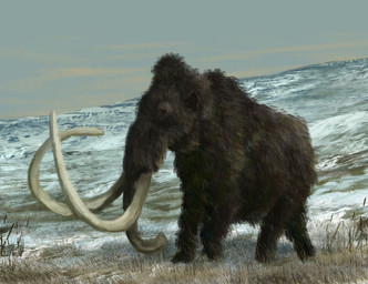 brown_body brown_fur feral fur grass huge_tusks male plant proboscis_(anatomy) quadruped snow solo trunk_(anatomy) tundra tusks mihin89 elephantid mammal mammoth prehistoric_species proboscidean woolly_mammoth 2018