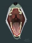 ambiguous_gender anthro bad_breath bodily_fluids breath breathing front_view imminent_vore mouth_shot open_mouth saliva smelly solo throat tongue tongue_out uvula louisl034 canid canine canis mammal wolf 3:4 absurd_res hi_res