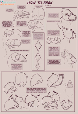 ambiguous_gender anatomy anatomy_reference beak bird_skull blush blush_lines educational expressions how-to how_to_draw patreon_logo simple_background subscribestar_logo text tongue tongue_out scarf_(artist) patreon subscribestar avian bird mammal absurd_res digital_media_(artwork) english_text hi_res model_sheet url