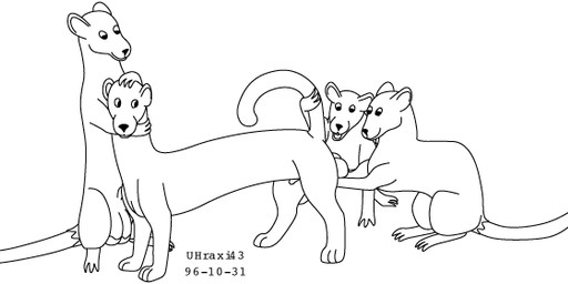 animal_genitalia balls feral fur genitals group holding_another's_balls inspecting_balls looking_back male male/male raised_tail sheath simple_background sitting standing tail white_background urbanhermit mammal murid murine mustelid musteline rat rodent true_musteline weasel 1996 black_and_white dated monochrome