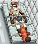 anthro ball_gag bdsm bed bed_bondage belt_restraints blindfold bondage bondage_gear bondage_gloves bound clean_diaper clothed clothing diaper diaper_fetish diaper_only fur furniture gag genitals handwear male medical_restraints mittens multicolored_body multicolored_fur multicolored_tail muzzle_(object) muzzled padded padded_room penile penis restrained restraints segufix sex_toy solo submissive submissive_male tail topless vibrator vibrator_on_penis wand_vibrator wearing_diaper plaingermanica vanen ailurid mammal red_panda hi_res