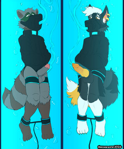 anthro balls bodily_fluids bondage_clothing bondage_gear canvas_straitjacket cum cum_drip dripping duo fur gag genital_fluids genitals leather_straitjacket male muzzle_(object) muzzle_gag muzzled nude nude_anthro nude_male orgasm penis precum restraints straitjacket tail smallsavant canid canine canis mammal procyonid raccoon wolf absurd_res hi_res