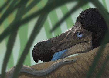 ambiguous_gender backlighting beak black_beak black_body black_feathers blue_eyes depth_of_field detailed_background detailed_feathers duo feathers feral grass grey_body hooked_beak light log long_snout looking_at_another outside plant snout wood knuppitalism avian bird columbid dodo recently_extinct_species reptile round_island_burrowing_boa scalie snake 2025 absurd_res detailed digital_media_(artwork) digital_painting_(artwork) hi_res lighting painting_(artwork)