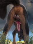 3:4 animal_genitalia animal_penis anus arf-fra backsack balls black_body black_fur black_tail bodily_fluids brown_body brown_fur butt canid canine canine_genitalia canine_penis canis domestic_dog erection feral fur genital_fluids genitals german_shepherd herding_dog hi_res knot knotted_penis low-angle_view male male_peeing mammal pastoral_dog peeing peeing_while_erect penis realistic_feral red_penis solo tail urine urine_stream vein veiny_knot veiny_penis virtyalfobo watersports worm's-eye_view