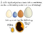 ambiguous_gender anatomy_reference anthro baby egg fetus internal narration text young mousechop avian bird comic english_text hi_res