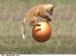 ambiguous_gender ball bouncing feral grass humor plant quadruped solo space_hopper tail what happytoast canid canine fox mammal 3d_(artwork) 3d_animation animated digital_media_(artwork) loop low_res short_playtime watermark