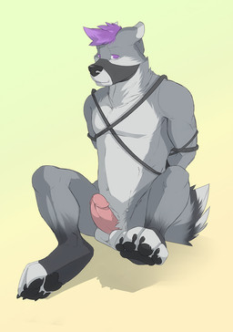 anthro balls bdsm biceps biped black_claws black_nose bondage bound claws digitigrade erection fur genitals grey_body grey_fur hair humanoid_genitalia humanoid_penis looking_at_viewer male muscular muscular_anthro muscular_male muzzle_(object) muzzled nude pawpads paws pecs penis purple_eyes purple_hair simple_background solo submissive submissive_male tail white_background white_body white_fur no_swift canid canine mammal 2013 hi_res