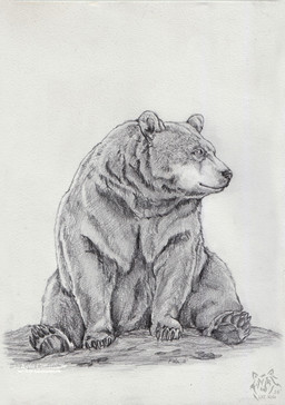 ambiguous_gender claws feral front_view logo mouth_closed pawpads simple_background sitting solo kola_(artist) bear mammal 2016 artist_logo dated hi_res monochrome traditional_media_(artwork)