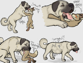 abdominal_bulge anthro anthro_prey blush bodily_fluids breath drooling duo excessive_saliva face_lick feral feral_pred hands_in_mouth head_first larger_feral licking male mawplay mouth_play panting panting_in_face realistic_feral rumbling_stomach saliva saliva_string size_difference swallowing tongue vore willing_prey hgythshs canid canine canis coyote domestic_dog kangal livestock_guardian_dog mammal molosser mountain_dog pastoral_dog hi_res