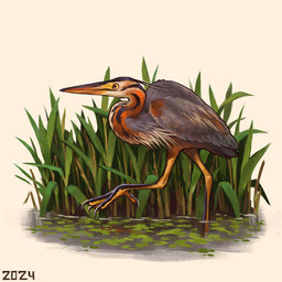 beak black_beak black_feet black_markings claws feathers feet feral grey_body grey_feathers long_beak long_legs markings multicolored_body multicolored_feathers orange_beak orange_body orange_feathers reeds simple_background solo swamp walking white_background yellow_eyes yellow_legs alexpahomov avian bird heron pelecaniform purple_heron 1:1 2024