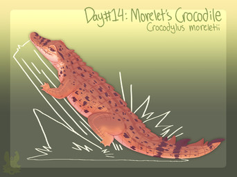 ambiguous_gender brown_body brown_eyes brown_scales feral gradient_background green_text log on_log scales simple_background snout solo tail teeth text wood jaspering crocodile crocodilian morelet's_crocodile reptile scalie 2022 clip_studio_paint_(artwork) digital_media_(artwork) digital_painting_(artwork) english_text full-length_portrait handwritten_text hi_res painting_(artwork) portrait shaded species_name