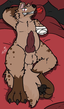 amputee animal_genitalia animal_penis anthro balls bandage bed canine_genitalia canine_penis disability erection flower flower_in_mouth fur furniture genitals knot looking_at_viewer lying male on_back penis pillow plant presenting red_eyes rose_(flower) rose_in_mouth solo trout_(artist) gnoll hyena mammal spotted_hyena 2019 hi_res