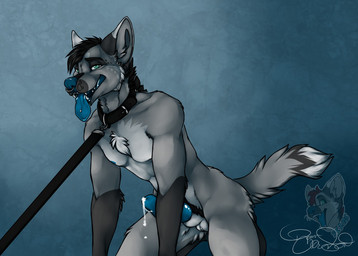 animal_genitalia animal_penis anthro balls biped black_body black_fur black_hair blue_nipples blue_nose blue_penis blue_tongue bodily_fluids canine_genitalia canine_penis collar erection facial_piercing fur genital_fluids genitals green_eyes grey_body grey_fur hair kneeling knot leash leash_pull male nipples nose_piercing nose_ring nude penis piercing precum ring_piercing simple_background solo tongue white_body white_fur shadowrunn-the-hybrid canid canine mammal 2016 watermark