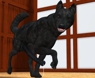 animal_genitalia animal_penis balls big_penis black_body black_fur bodily_fluids equine_genitalia equine_penis erection feral fur genital_fluids genitals huge_penis hyper hyper_genitalia hyper_penis inside looking_at_viewer male nude penis precum realistic_feral solo tapiko canid canine canis domestic_dog mammal 3d_(artwork) digital_media_(artwork)