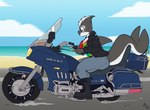 anthro beach black_body breasts cleavage clothed clothing female gl1500 goldwing_(motorcycle) hair motorcycle outside seaside solo vehicle fuf honda daryah_(rileyrivers) cetacean dolphin hybrid mammal marine oceanic_dolphin orca pinniped seal toothed_whale hi_res