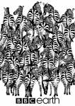 ambiguous_gender butt feral group herd large_group optical_illusion puzzle simple_background text white_background unknown_artist british_broadcasting_corporation badger equid equine mammal mustelid musteline zebra black_and_white english_text monochrome