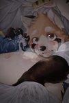 anthro bedding belly blanket blush bodily_fluids clothing cum cum_on_belly cum_on_body disembodied_hand duo genital_fluids humanoid_hands kemono male navel overweight overweight_male shirt solo_focus topwear underwear osaruyan ailurid mammal red_panda 2020 hi_res