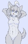 anthro blue_background blue_eyes breasts featureless_breasts female female_anthro fur grey_body grey_fur hair hands_above_head inner_ear_fluff kemono nude purple_background simple_background solo tongue tongue_out tuft kiukiu gracegore_(kiukiu) canid mammal hi_res