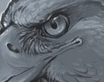 ambiguous_gender beak close-up closed_beak feathers feral furrowed_brow grey_background grey_beak grey_body grey_feathers light simple_background solo lyosha accipitrid accipitriform avian bird eagle 2009 digital_drawing_(artwork) digital_media_(artwork) english_description greyscale lighting monochrome shaded