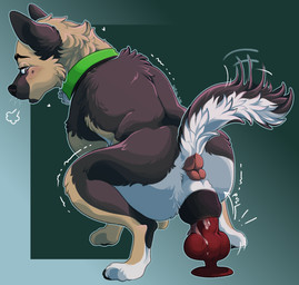 animal_dildo animal_genitalia animal_sex_toy animal_vulva anus blush canine_dildo canine_genitalia canine_vulva collar dildo female feral genitals knot knotted_dildo looking_back masturbation orifice_tugging penetration rear_view riding_dildo sex_toy solo tail tail_motion tailwag vaginal vaginal_masturbation vaginal_penetration vaginal_tugging vulva feralfather canid canine canis domestic_dog german_shepherd herding_dog mammal pastoral_dog