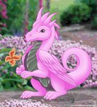 ambiguous_gender blurred_background day feathered_wings feathers feral flower grey_body grey_eyes grey_scales holding_flower holding_object horn orange_flower outside pink_body pink_feathers plant scales sitting solo tail wings sevenserenity mythology dragon mythological_creature mythological_scalie scalie hi_res