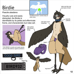 anthro anus arms_tied avian_feet beak black_wings blush bound brown_body chastity_cage chastity_device collar half-closed_eyes hands_behind_back legband legs_up looking_at_viewer looking_back looking_back_at_viewer lying male map narrowed_eyes on_back purple_chastity_cage rear_view solo spread_wings text text_on_collar wings wings_tied shellsist birdie_(canadabirdie) avian bird black-capped_chickadee chickadee oscine passerine tit_(bird) 1:1 english_text hi_res model_sheet
