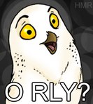 ambiguous_gender beak caption feral solo text zeriara 4chan o_rly avian bird horned_owl owl snowy_owl true_owl english_text image_macro low_res meme reaction_image thumbnail