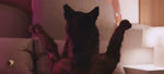 animal_genitalia animal_penis bedroom canine_genitalia canine_penis duo erection fellatio feral feral_on_feral feral_penetrated feral_penetrating feral_penetrating_feral first_person_view fur genitals knot knotted_penis male male/male male_penetrated male_penetrating male_penetrating_male oral oral_penetration penetration penile penile_penetration penis sex trioami260 canid canine canis domestic_dog german_shepherd herding_dog mammal pastoral_dog 3d_(artwork) 3d_animation animated digital_media_(artwork) short_playtime sound webm
