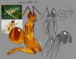 ambiguous_gender antennae_(anatomy) anthro arthropod_abdomen exoskeleton grey_background shy simple_background solo solo_focus spiral_eyes text yellow_body yellow_exoskeleton vampfemby ant arthropod hymenopteran insect yellow_crazy_ant english_text hi_res reference_image
